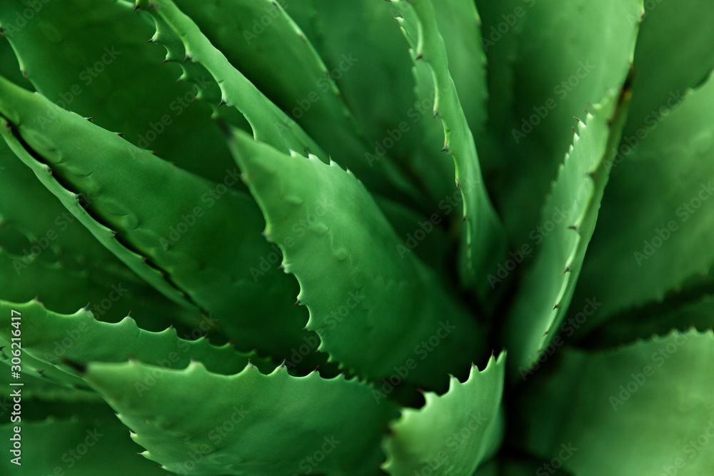 close up of green cactus with sharp leaves sticking close up of green cactus with sharp leaves sticking