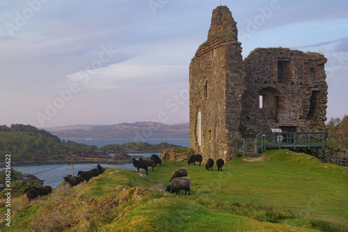 Sheep in front of the ruins of the Tarbert Castle in Scotland photo