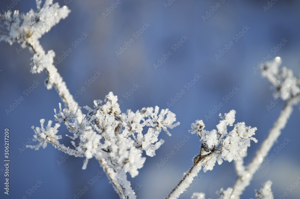 Frosty morning in the village. Grasses, trees, houses, the ground is all covered with snow and hoarfrost Frosty morning in the village. Grasses, trees, houses, the ground is all covered with snow and hoarfrost