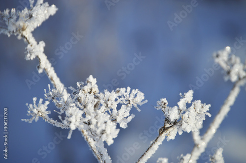 Frosty morning in the village. Grasses, trees, houses, the ground is all covered with snow and hoarfrost