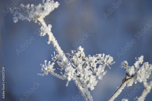 Frosty morning in the village. Grasses, trees, houses, the ground is all covered with snow and hoarfrost