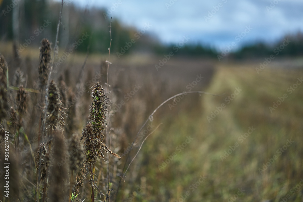 Hemp ready to be harvested on autumn.