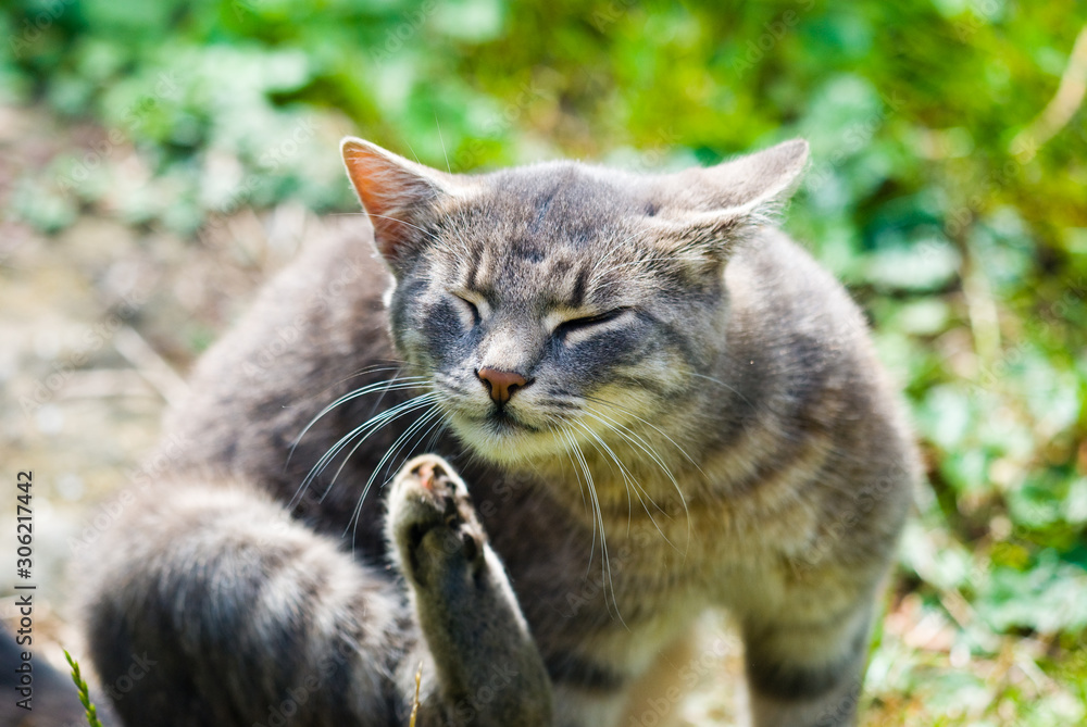 Beautiful cat washing his face in the back yard, close-up Beautiful cat washing his face in the back yard, close-up