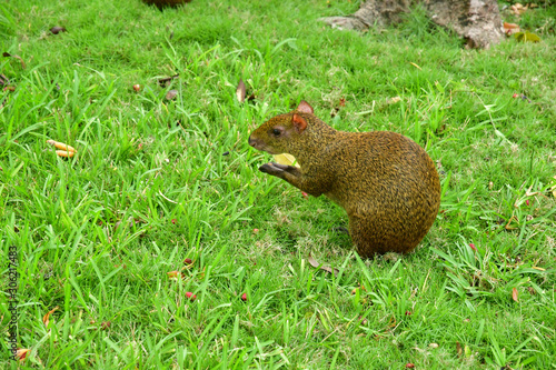 Playacar; United Mexican States - may 20 2018 : agouti photo