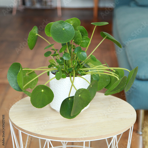 	 Pilea peperomioides	 photo