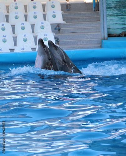 two dolphins in the pool