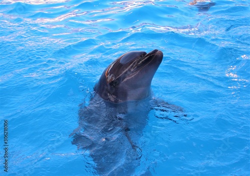 cute Dolphin in the pool