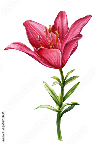 beautiful lily, red flower on an isolated white background, watercolor illustration