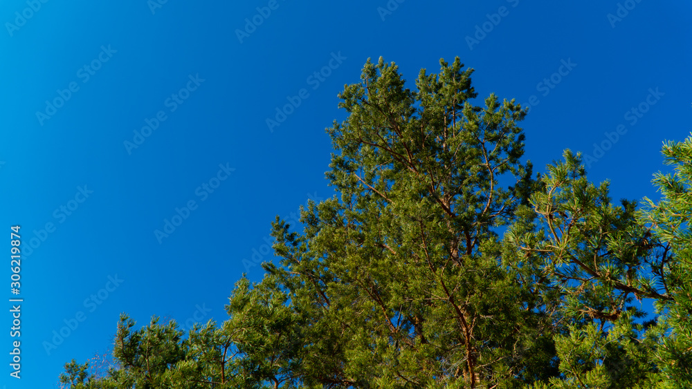 coniferous spruce in the mountains of Zailiysky Alatau coniferous spruce in the mountains of Zailiysky Alatau