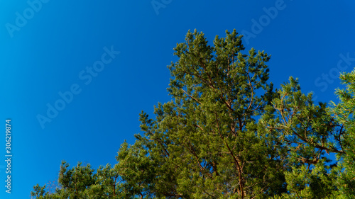 coniferous spruce in the mountains of Zailiysky Alatau