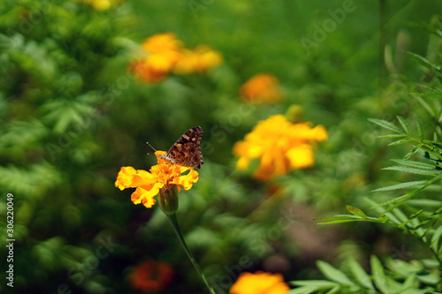 butterfly, insect, flower, yellow, nature, flowers,  © mifidor