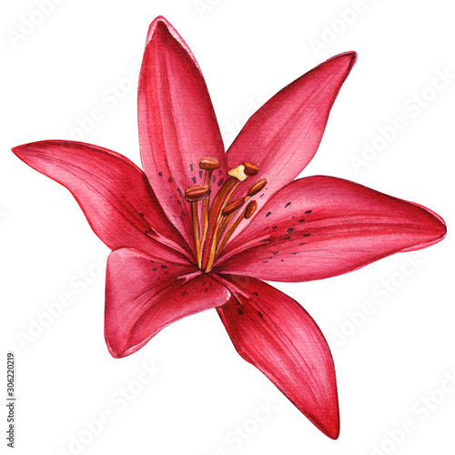 beautiful lily  red flower on an isolated white background  watercolor illustration