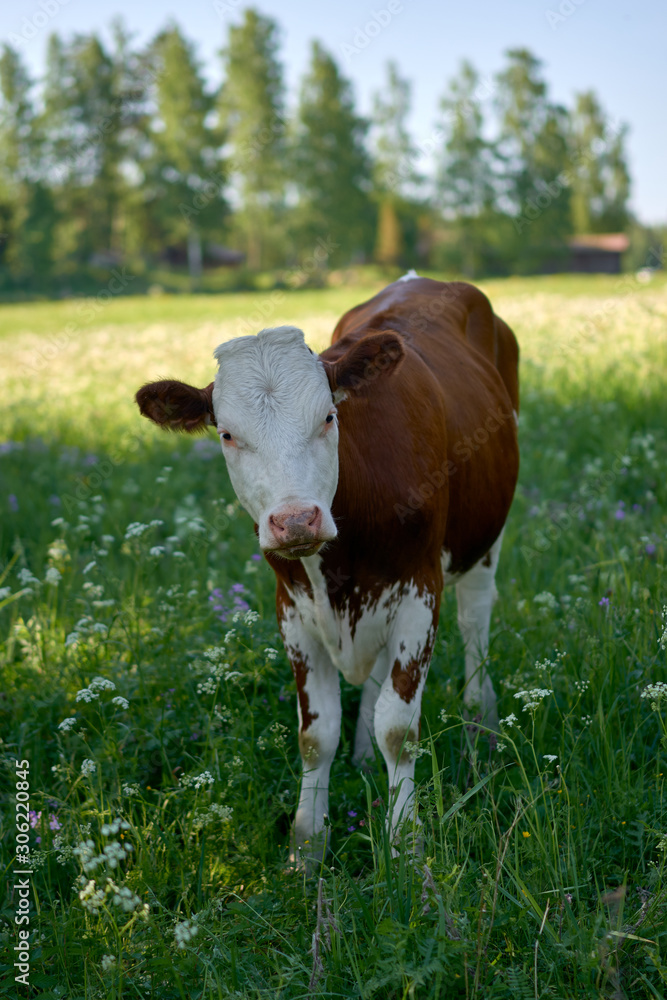 Portrait of a brown and white young cow