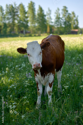 Obraz na płótnie Portrait of a brown and white young cow w salonie