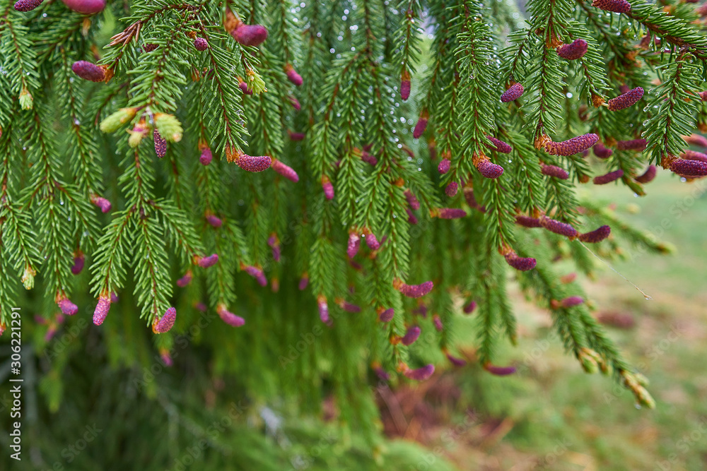 exotic red plantblossoming in nature