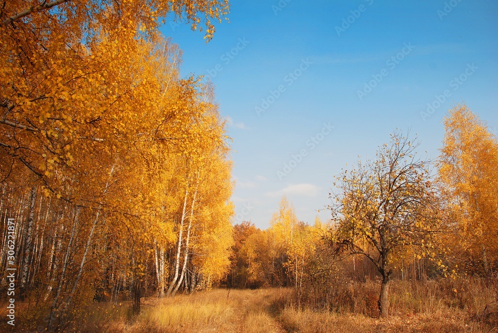 Fototapeta premium Forest Glade