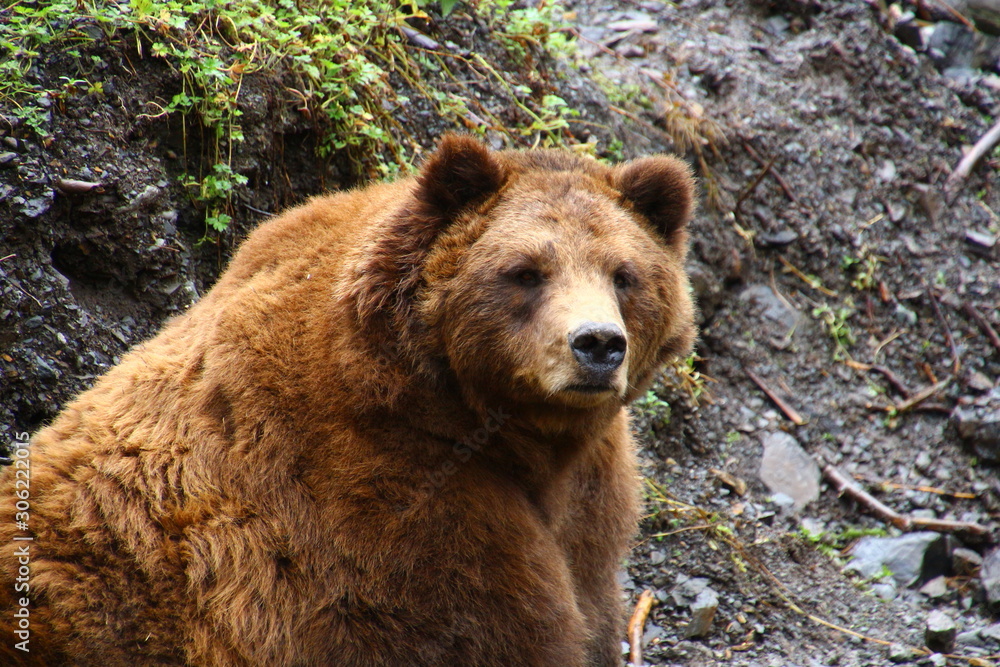 Obraz premium Grizzly – Alaska