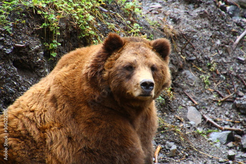 Grizzly – Alaska