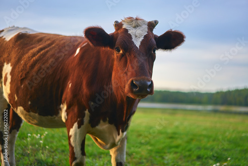 Obraz na płótnie Portrait of brown and white cow. w salonie