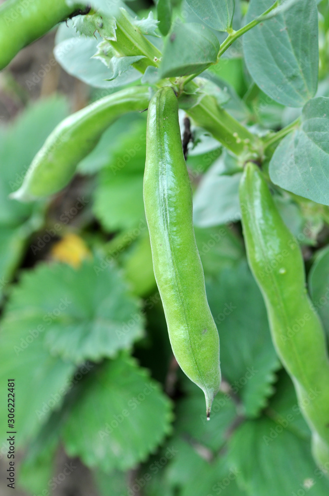 On the stem of the bean horse or ordinary (Vicia faba) ripen pods On the stem of the bean horse or ordinary (Vicia faba) ripen pods