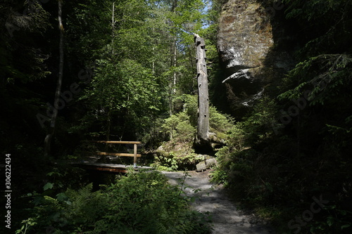 Tree trunk, rock and bridge near the Kamnitz gorge in the sun photo