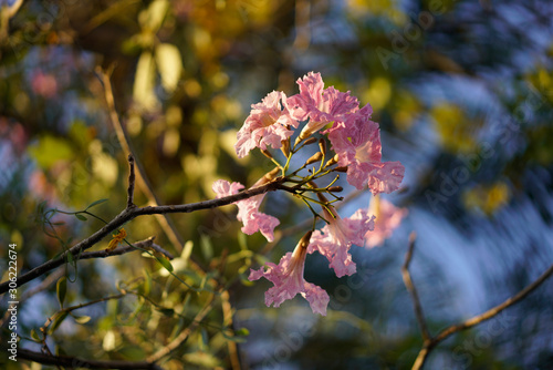 closeup to pink flowers from a tree in a beautiful day in summer.