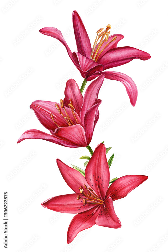 beautiful lilies, large bouquet of red  and pink flowers on an isolated white background, watercolor illustration