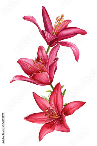 Fototapeta Naklejka Na Ścianę i Meble -  beautiful lilies, large bouquet of red  and pink flowers on an isolated white background, watercolor illustration