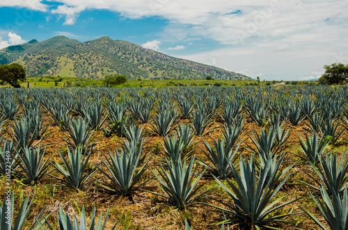 Tequila fields
