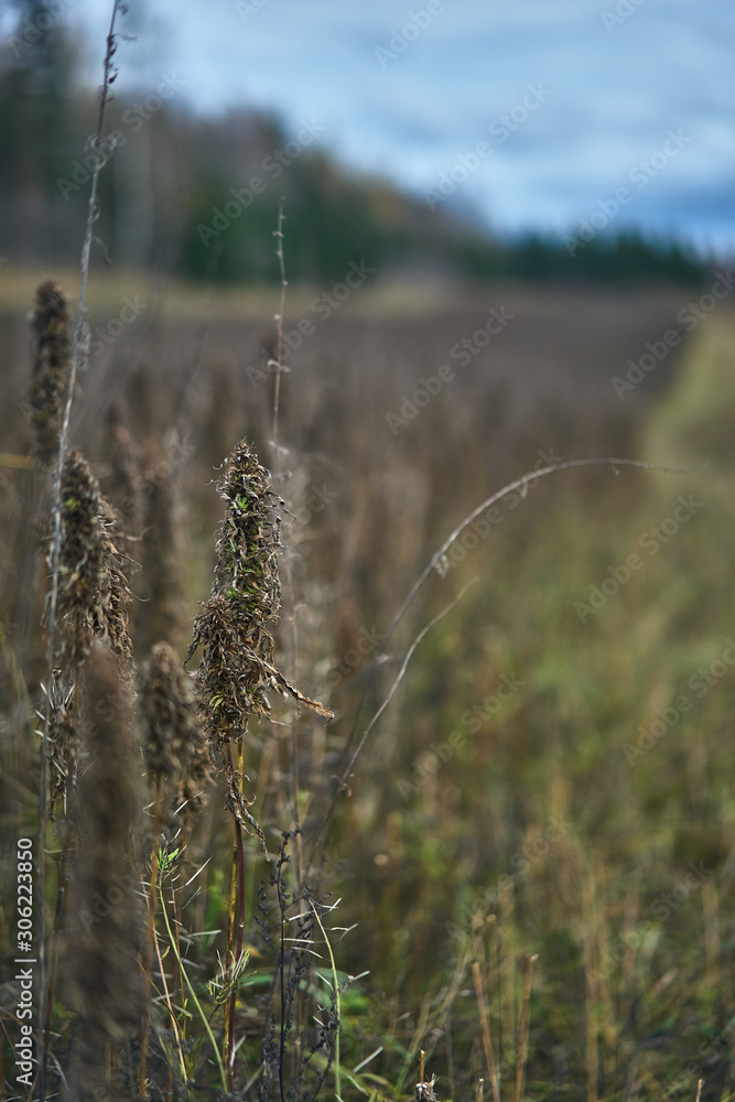 Grains ready to be harvested on autumn