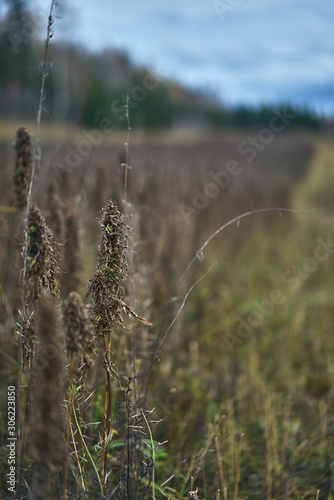 Obraz na płótnie Grains ready to be harvested on autumn w salonie