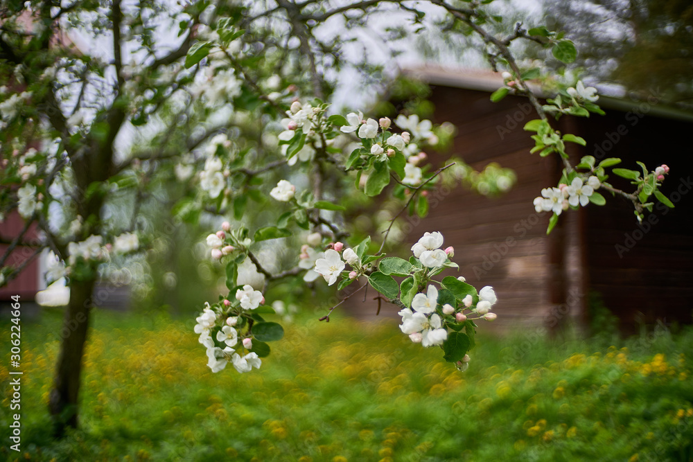 White baby flower buds with wooden building in the background