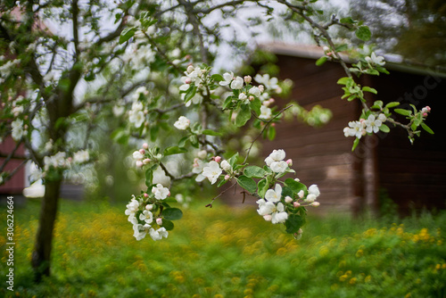 Obraz na płótnie White baby flower buds with wooden building in the background w salonie