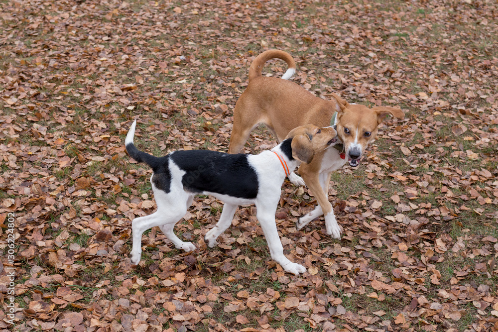 Multibred dog and estonian hound puppy are playing in the autumn park. Seasons of the year. Pet animals.