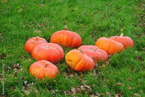 pumpkins on grass