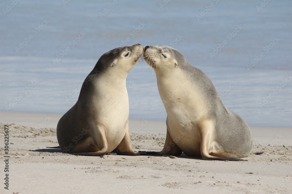 Naklejka premium Lion de mer australien