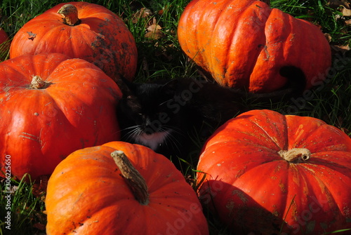 pumpkins and cat on grass
