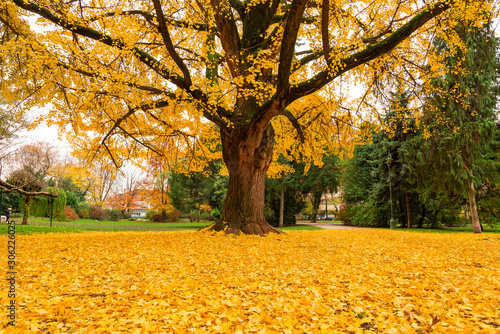 Gingko tree during autumn just before losing leaves - leaf peeping. Autumn in city of Zagreb, Croatia
