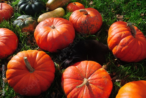pumpkins and cat on grass