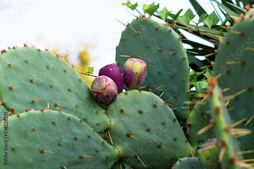 cactus with purple fruits, leaves © IURII KLIMOV