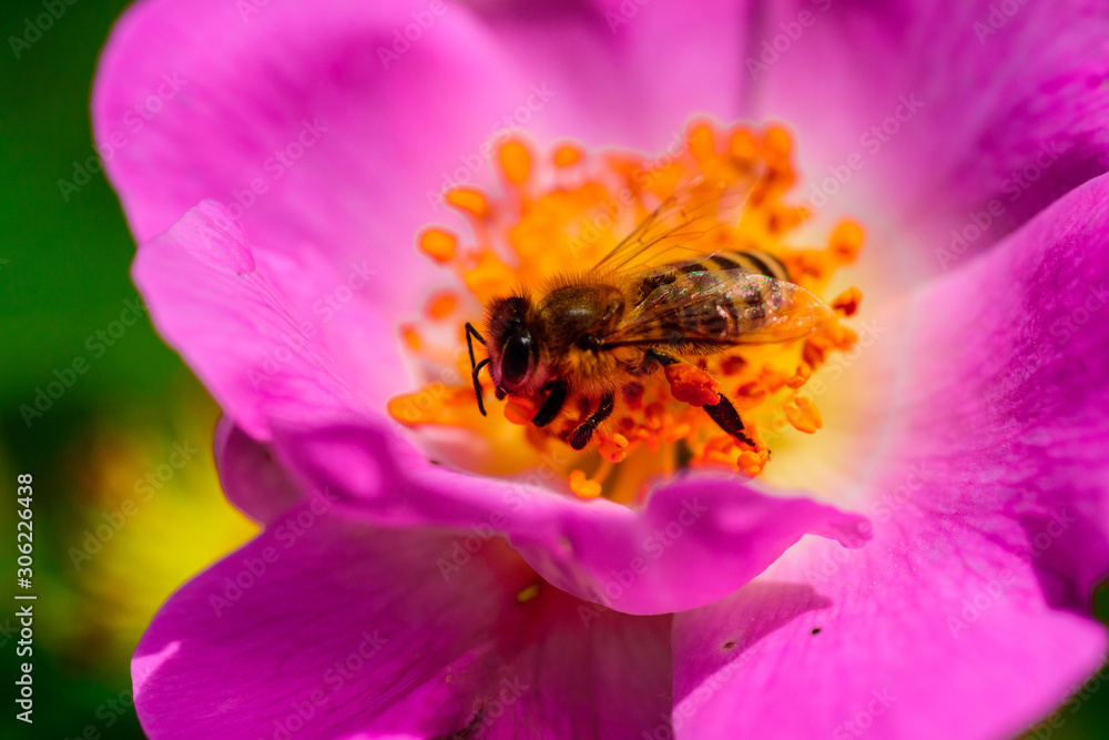 Beautiful nature. Bee on a flower. Delicate purple color of the petals. Collecting Nectar for Honey. Beautiful nature. Bee on a flower. Delicate purple color of the petals. Collecting Nectar for Honey.