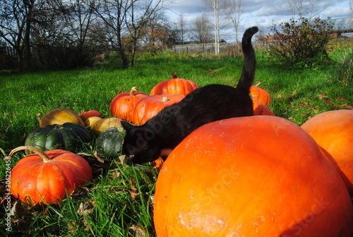 pumpkins and cat on grass