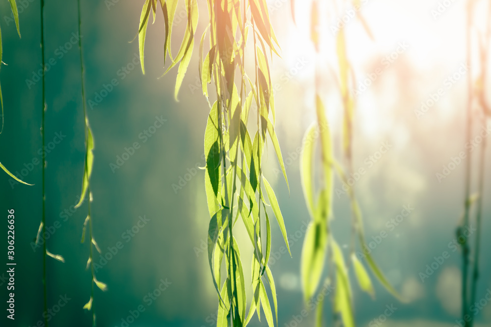 Green willow leaves at sunset. Nature details. - obrazy, fototapety, plakaty 