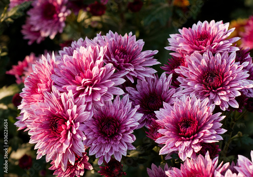 Beautiful colorful pink chrysanthemum in green leaves. Bush of chrysanthemums. Garden plants.