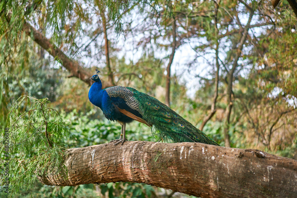 Fototapeta premium Peacock bird resting and posing in Mexico