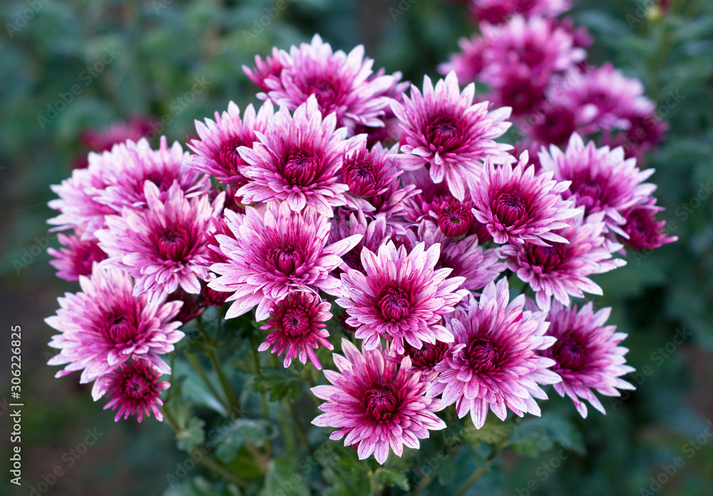 Obraz premium Beautiful colorful pink chrysanthemum in green leaves. Bush of chrysanthemums. Garden plants.