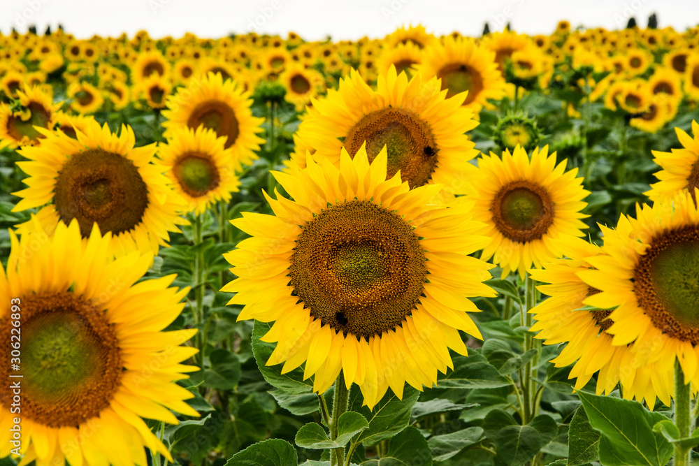 Yellow sunflower in the field Yellow sunflower in the field