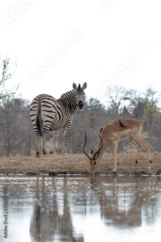 Zebras and Impalas drinking water in the Klaserie Nature Reserve  South Africa while on safari