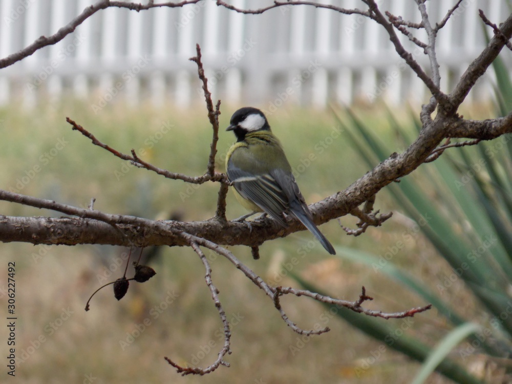 a small bird on a tree branch a small bird on a tree branch