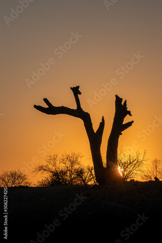 African Sunset in the Klaserie Nature Reserve  South Africa while on safari